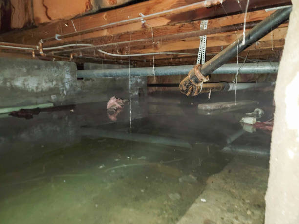 Best Flood restoration services  in Dillon, MT